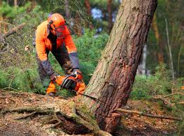 Best Tree Trimming and Pruning  in Pampa, TX